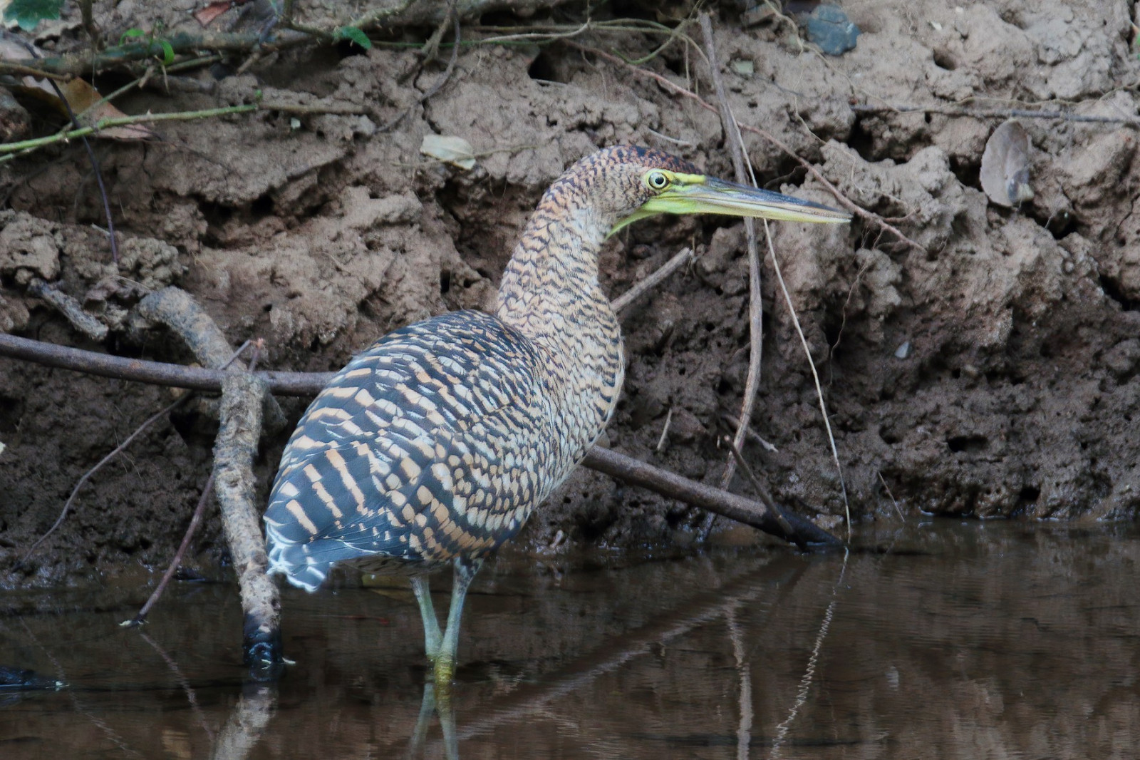 image Bare-throated Tiger-Heron